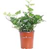 eGarden.store Pianta di Edera Verde Hedera Helix Wonder pianta ricadente o rampicante ornamentale foglie verdi pianta vera venduta da eGarden.store (Vaso 9 cm)