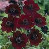 Generic COSMOS atrosanguineus 'Black Magic' Chocolat Cosmos (5 grani)