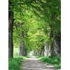 Generic 5 ALBERO DI QUERCIA ALLORO Quercus Hemisphaerica nativo alias Darlington Coastal Sand Seeds
