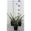 GRDplanten 12 x Cotoneaster horizontalis - Cotognastro - vaso 9x9 cm