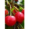 eGarden.store Albero di Amarena varietà Florina Età 2 anni pianta di amarena pianta vera di amarena in vaso venduta da eGarden.store