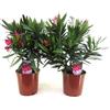 Vivaio di Castelletto Oleandro a cespuglio Nerium Oleander pianta in vaso ø18 cm COLORI CASUALI Vivaio di Castelletto