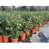 Vivai De Laurentiis Osmanthus x Burkwoodii (Osmarea) vaso 19 cm