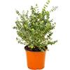 Bonplants Eucalyptus Gunnii, Cespuglio Vero da Giardino, Vaso 19, h 55 cm