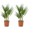 Bloomique - Set di 2 - Washingtonia Robusta - Palma Messicana a Ventaglio - Palma da Giardino Resistente al Freddo - Piante da Esterno - Altezza 50-60 cm - Vaso 14 cm