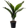 GardenersDream Pianta di ghisa Aspidistra Elatior Piante da interno sempreverdi alte ed esotiche.