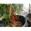 Generic 1 bustina di Thunder Mountain Longhorn Cile Seeds