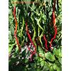 GHINO DI TACCO SEMI PEPERONCINO-I PIU' STRANI-