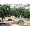 Generic Raro e insolito Melanzana Albero »Albero (Gigante) Solanum melongena 7 semi freschi