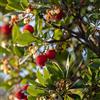 Vivaio di Castelletto Corbezzolo Arbutus unedo strawberry tree pianta da frutta in vaso ø19 cm h 40/50 cm - Vivaio di Castelletto
