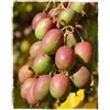 Vivaio Garden Forest, Kiwi arguta Missionario frutto rosso - Baby kiwi dolcissimo e produttivo, Frutti glabri commestibili grossi come olive in grappoli, Varietà precoce