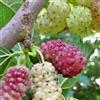 Vivaio Garden Forest - Gelso Sangue e Latte Morus - Pianta da Frutto a Foglia Caduca - Frutti Bianchi e Rosa Dolce - Albero Ornamentale da Giardino o Vaso - Autofertile