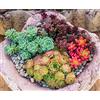 KräuMa Sedum Mix - Min. 300 Seme