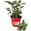 P. Piantine da Orto | Salvia, Pianta in Vaso Diametro 14 cm, Pianta Pronta per il Trapianto, Pianta Vera da Esterno, Piantina Aromatica per Balcone o Terrazzo, Vivaio Italiano