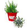 P. Piantine da Orto | Rosmarino Prostrato, Pianta in Vaso Diametro 14 cm, Pianta Pronta per il Trapianto, Pianta Vera da Esterno, Piantina Aromatica per Balcone o Terrazzo, Vivaio Italiano