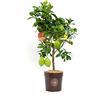 Vannucci Piante - Limone, Citrus limonum, Agrumi, Pianta vera, Pianta da terrazzo, Pianta da frutto, Mediterranea