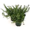 POWERS TO FLOWERS - ROSMARINO STRISCIANTE, PROSTRATO, REPENS BIO TRIS, REPENS, 3 PIANTE, vaso 14cm, piante vere