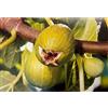 Generico VIVAIO GARDEN FOREST Fico Dottato Bianco in Vaso 20 cm, Ficus Carica Bifero da Frutto, Pianta Produttiva con Fichi Verde Giallastri a Polpa Rosa, Ideale per Giardino e Frutteto