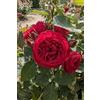 eGarden.store Pianta di Rosa Grandiflora Rampicante pianta di rosa ornamentale fiori grandi vari colori da esterno pianta vera venduta da eGarden.store (Porpora)