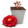POWERS TO FLOWERS - PAEONIA ERBACEA, PEONIA ROSSA, PIANTA DI 2 ANNI, pianta vera