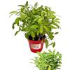 P. Piantine da Orto | Salvia Dorata, Pianta in Vaso Diametro 14 cm, Pianta Pronta per il Trapianto, Pianta Vera da Esterno, Piantina Aromatica per Balcone o Terrazzo, Vivaio Italiano