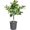 Generico Pianta di Limone Variegato (vaso - 20) - Immagine reale