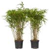 Plant in a Box - Bambù - Set di 2 - Fargesia nitida 'Gansu' - Altezza 50-70cm - Vaso 17cm - Bamboo ornamentale sempreverde - Pianta da giardino resistente al freddo - Ideale per siepi e vasi