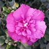 le Georgiche Vivai le Georgiche - Pianta vera di Hibiscus syriacus Magenta Chiffon Hibiscus syriacus 'Rwoods5' Ibisco, Rosa di Sharon - vaso Ø 18 cm - altezza alla vendita 30-40 cm