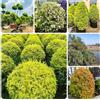 Generic ligustro decorazione autunnale del da giardino Ligustrum lucidum semi di tappezzanti da siepe sempreverdi giardino arbusti resistenti mini rialzato 500semi