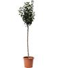 KENTIS - Pianta di Pero Abate Fetel - Pyrus Communis - Piante Vere da Esterno - Alberello da Frutto - Vaso Ø 28 cm