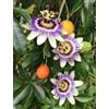 Vivaio di Castelletto Passiflora Caerulea pianta rampicante in vaso ø19 cm h. 90/100 cm FOTO REALE Vivaio di Castelletto