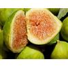 Generico Vivaio Garden Forest Fico Fiorone Petrelli, Pianta da Frutta | Varietà di origine Barese, Sapore intenso, Per Marmellate, Pianta vera