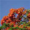 le Georgiche Vivai le Georgiche - Pianta vera di Delonix regia - altezza alla vendita 20-30 cm