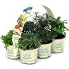 Amori e aromi 6 piante aromatiche (Mediterraneo) per cucinare, per realizzare il tuo orto sul balcone e profumare gli ambienti
