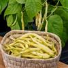 Generic semi di fagiolo rampicante giallo - biologici interno balcone giardino 80pcs