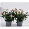 POWERS TO FLOWERS - ROSA DA GIARDINO RAMPICANTE e RIFIORENTE, ROSA BICOLORE, 2 PIANTE, Piante Vere