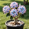 OPVDJD Rosa del deserto in Vasca:Colore Vivido/Decorazione per Casa e Giardino/per Ogni Spazio/Resistente e Facile da Curare-D-1 Rhizome