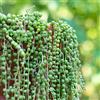Generic Senecio Rowleyanus - d'appartamento purificatrici d'aria succulenta appartamento Decorazione per il soggiorno, sospesa rare succulente 75semi