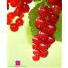 Generico Pianta di RIBES ROSSO 'Jonhkheer Van Tets' - in vaso 19 cm - h. pianta 70/80 cm