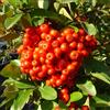Generico Pyracantha a bacca rossa, 10 piante alte 30/40 cm, vaso 8