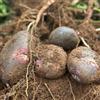 Generic 200 pz Semi di patate da piantare Piante resistenti per il giardino, semi e piante di ortaggi Semi di patate biologiche semi di erbe da giardino, piante d'appartamento esotiche giardino