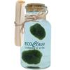 EcoClass Coppia di Marimo selezionati e puliti in bottiglia di vetro da 500 ml con istruzioni di mantenimento e cenni storici
