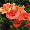 le Georgiche Vivai le Georgiche - Pianta vera di Campsis grandiflora sin. Bignonia grandiflora, Campsis chinensis - vaso Ø 18 cm