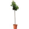 KENTIS - Pianta di Pesco Nettarina - Pesca Noce - Prunus Persica Var. Nucipersica - Piante Vere da Esterno - Alberello da Frutto - Vaso Ø 24 cm