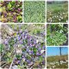 Generic Semi di viola profumati,balcone serra,giardino interno Semi di,decorazione di davanzali,100pcs