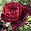 le Georgiche Vivai le Georgiche - Pianta vera di Rosa rampicante Papa Meilland GPT sin. Grimpant Papa Meilland MEIsarsar - vaso 6,5 Litri - Quadrato