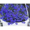 Generic Semi Lobelia Zaffiro - Lobelia Pendula - 6400 Semi - 6400 Semi