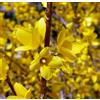 Vivaio di Castelletto Forsizia di Zabel Forsythia intermedia Lynwood pianta in vaso ø20 cm con canna h. 180/200 cm Vivaio di Castelletto