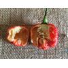 Generic Portal Cool 100 Dragons Breath Chili Pepper Seeds Nuovo record mondiale di semi di peperoncino