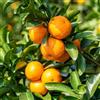 Generic mandarino colonnari bonsái di interni interni mandarina espaldera semi 100pcs